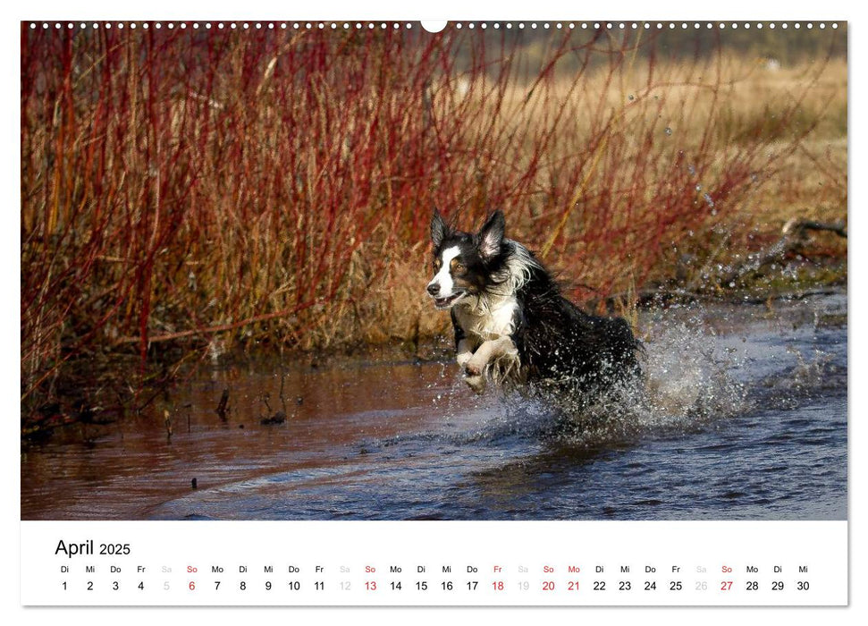 Australian Shepherd - Traum auf vier Pfoten (CALVENDO Premium Wandkalender 2025)