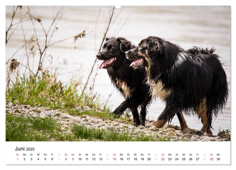 Australian Shepherd - Traum auf vier Pfoten (CALVENDO Premium Wandkalender 2025)