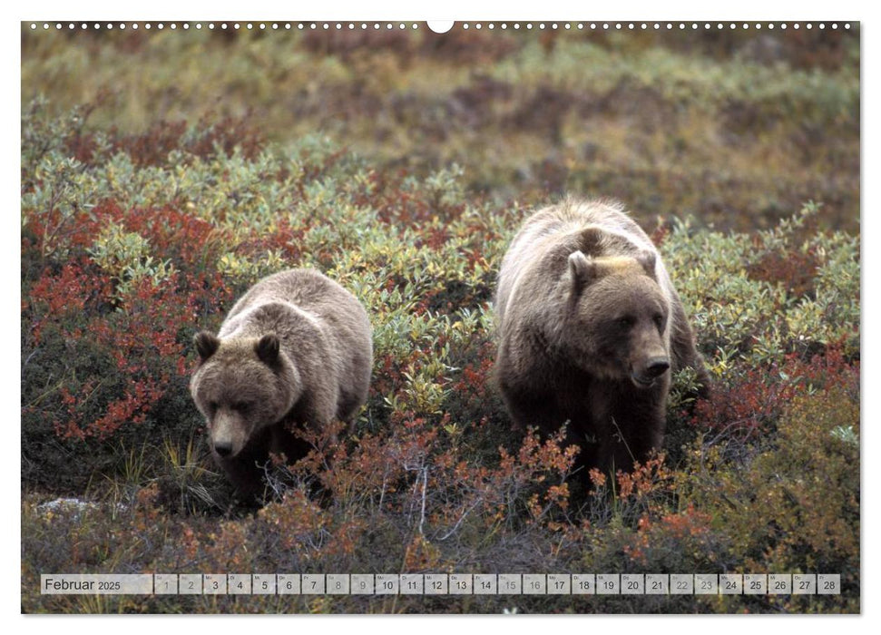 Wildes Alaska Christian Heeb (CALVENDO Premium Wandkalender 2025)