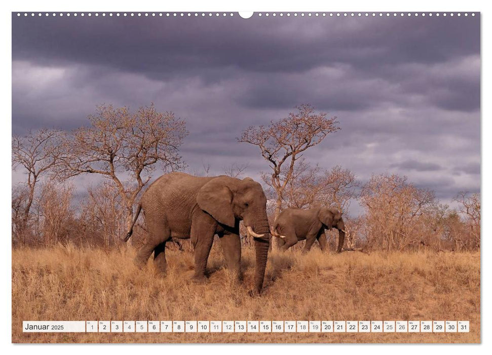 Südafrika / Landschaften & Tiere / Christian Heeb (CALVENDO Premium Wandkalender 2025)