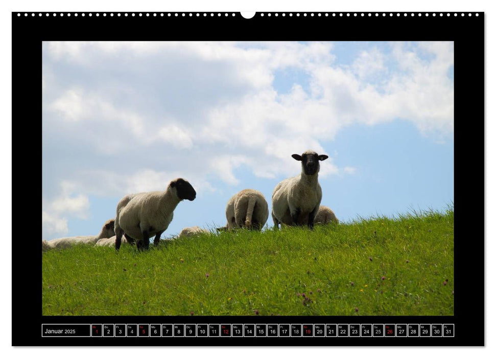 Schwarzkopfschafe am Deich in Ostfriesland (CALVENDO Premium Wandkalender 2025)