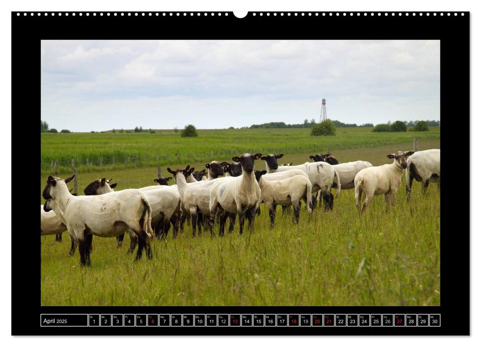 Schwarzkopfschafe am Deich in Ostfriesland (CALVENDO Premium Wandkalender 2025)