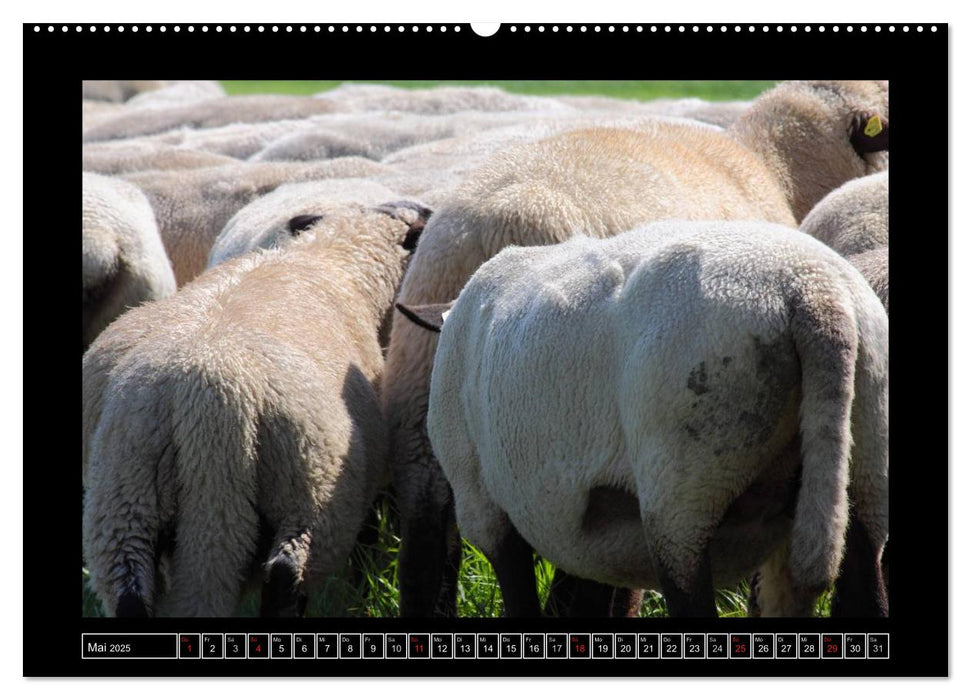 Schwarzkopfschafe am Deich in Ostfriesland (CALVENDO Premium Wandkalender 2025)