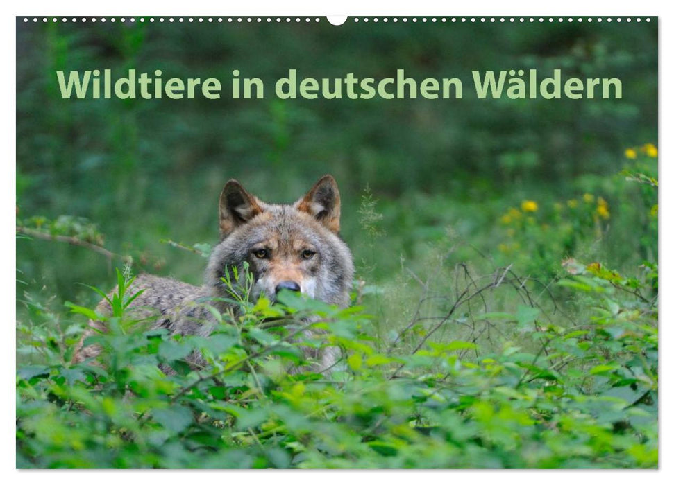 Wildtiere in deutschen Wäldern (CALVENDO Wandkalender 2025)