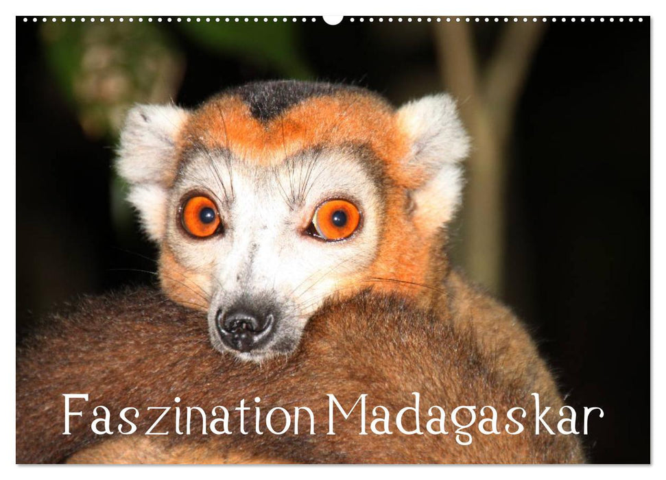 Faszination Madagaskar (CALVENDO Wandkalender 2025)