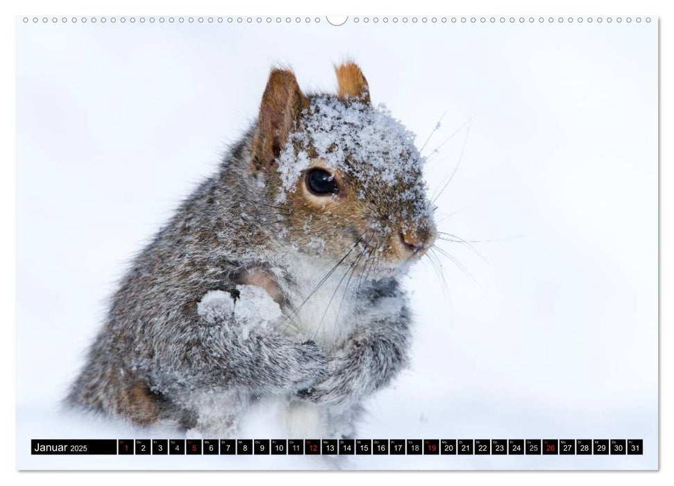 EICHHÖRNCHEN (CALVENDO Premium Wandkalender 2025)