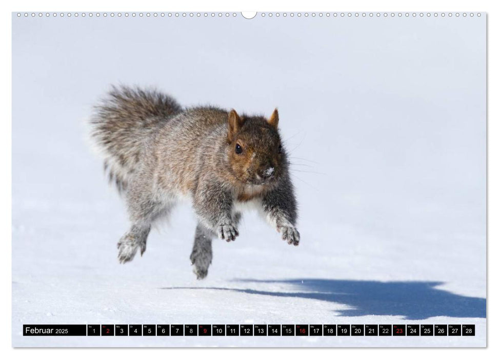 EICHHÖRNCHEN (CALVENDO Premium Wandkalender 2025)