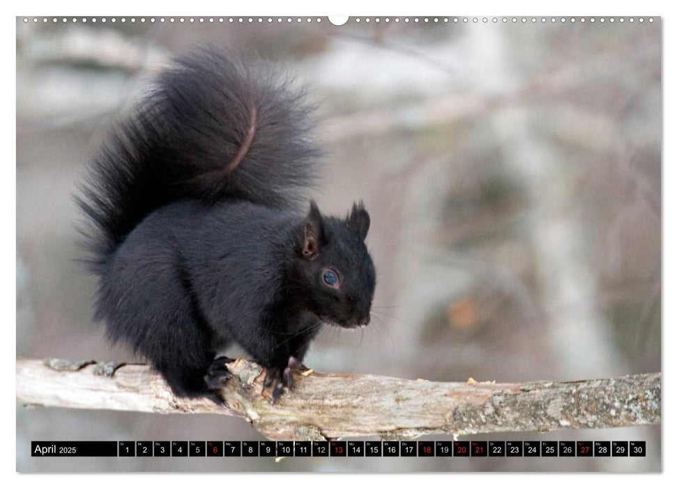 EICHHÖRNCHEN (CALVENDO Premium Wandkalender 2025)