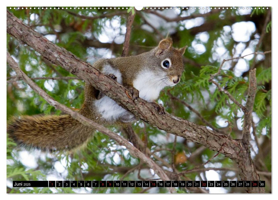 EICHHÖRNCHEN (CALVENDO Premium Wandkalender 2025)