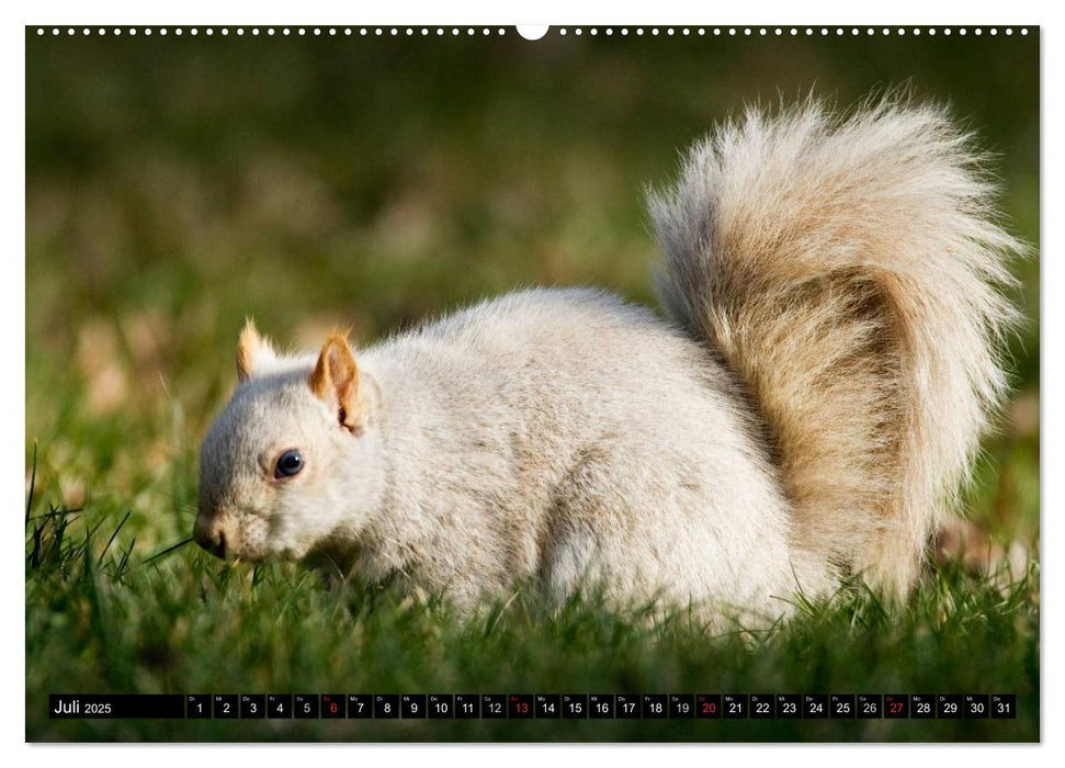 EICHHÖRNCHEN (CALVENDO Premium Wandkalender 2025)