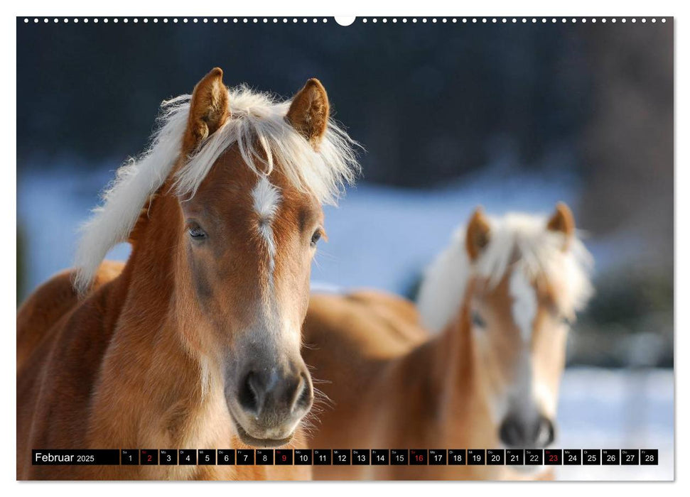 Welt der Pferde (CALVENDO Premium Wandkalender 2025)