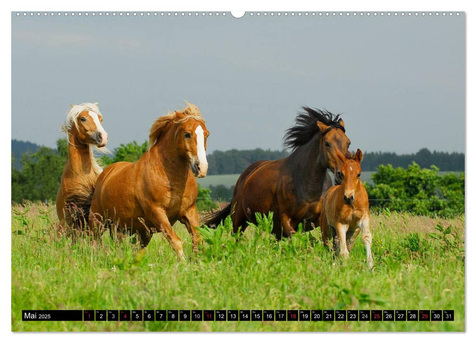 Welt der Pferde (CALVENDO Premium Wandkalender 2025)