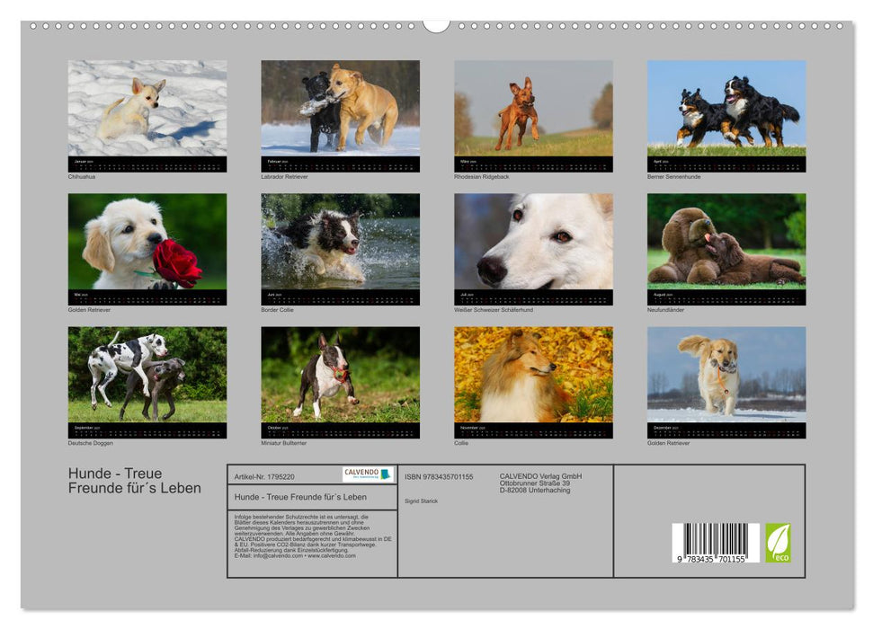 Hunde - Treue Freunde für´s Leben (CALVENDO Premium Wandkalender 2025)