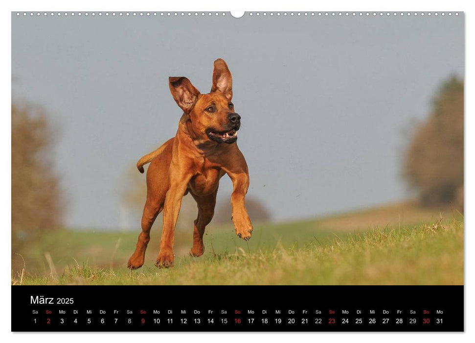 Hunde - Treue Freunde für´s Leben (CALVENDO Premium Wandkalender 2025)