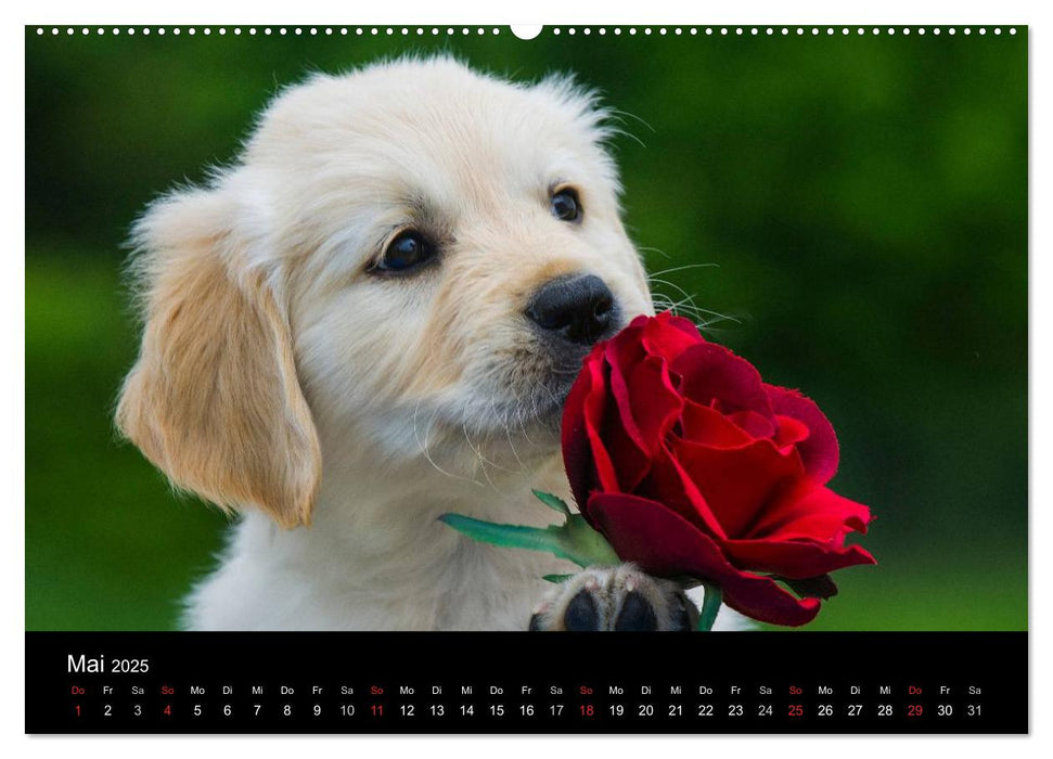 Hunde - Treue Freunde für´s Leben (CALVENDO Premium Wandkalender 2025)