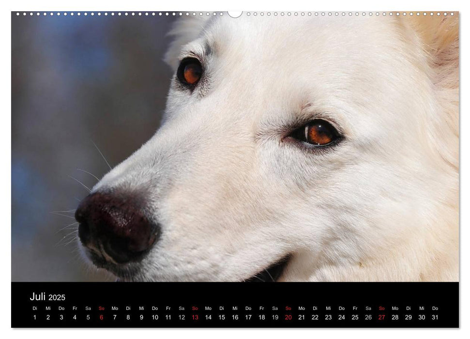 Hunde - Treue Freunde für´s Leben (CALVENDO Premium Wandkalender 2025)