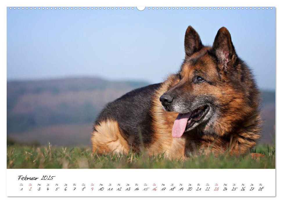 Deutsche Schäferhunde - Liebenswerte Graunasen (CALVENDO Premium Wandkalender 2025)