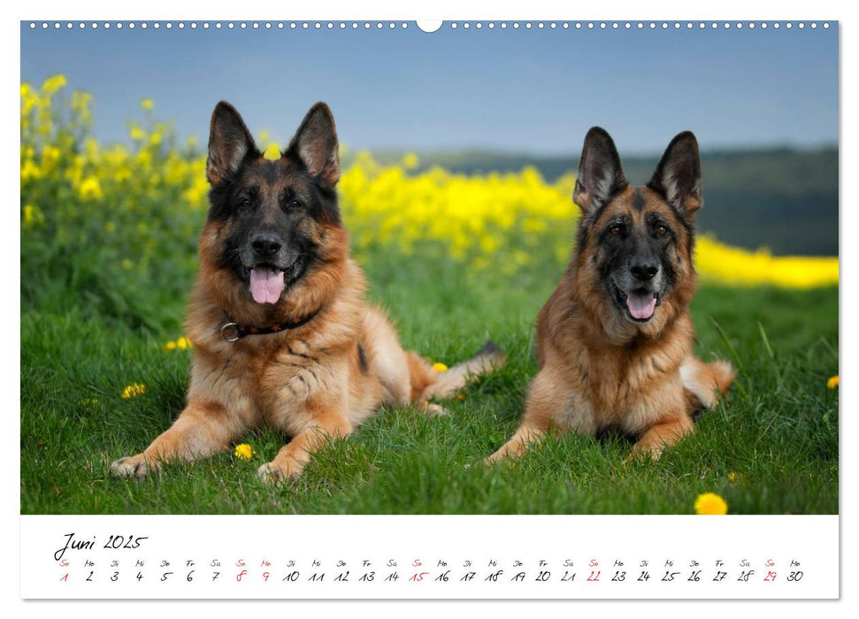 Deutsche Schäferhunde - Liebenswerte Graunasen (CALVENDO Premium Wandkalender 2025)