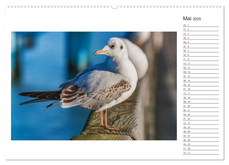 Zeit für Erholung - Insel Rügen / Geburtstagskalender (CALVENDO Premium Wandkalender 2025)