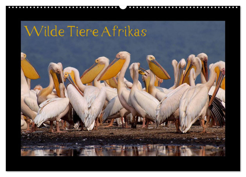 Wilde Tiere Afrikas (CALVENDO Wandkalender 2025)
