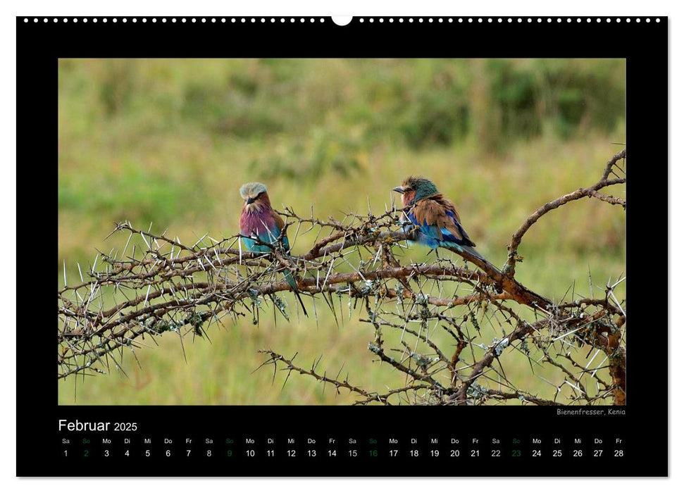 Wilde Tiere Afrikas (CALVENDO Wandkalender 2025)