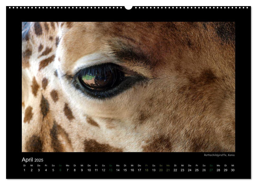 Wilde Tiere Afrikas (CALVENDO Wandkalender 2025)