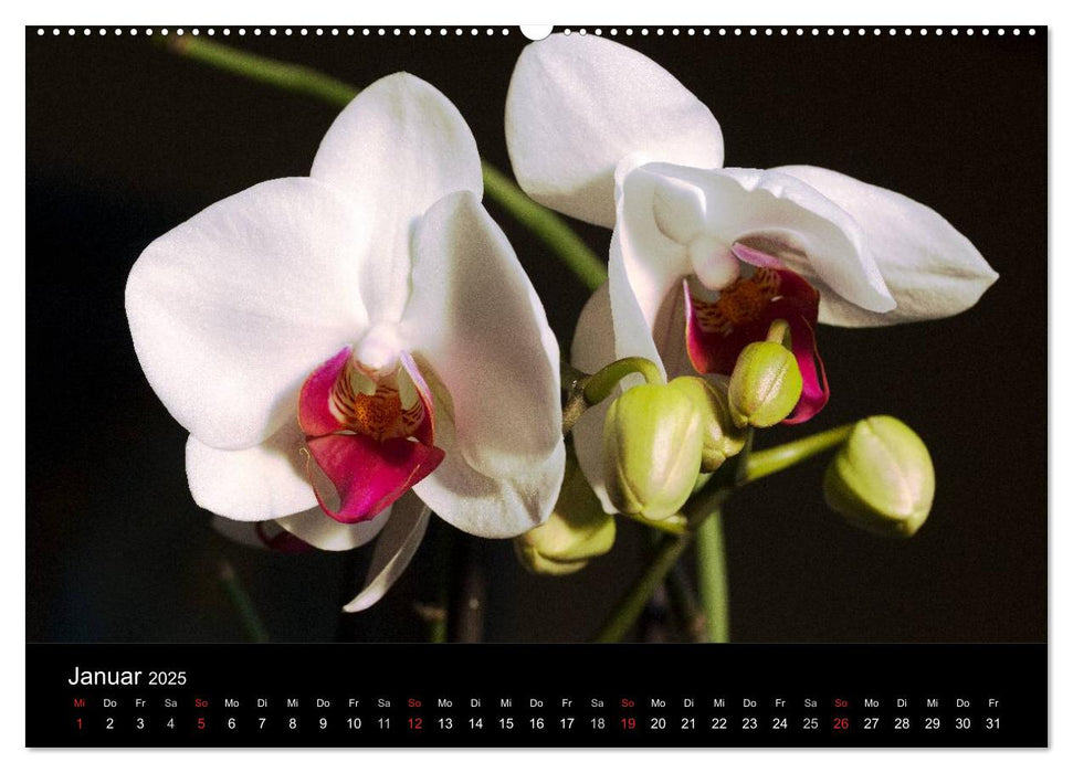 Blütenzauber Orchideen (CALVENDO Premium Wandkalender 2025)