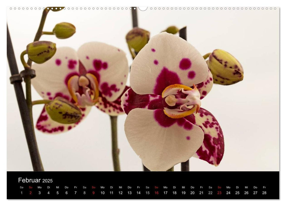 Blütenzauber Orchideen (CALVENDO Premium Wandkalender 2025)