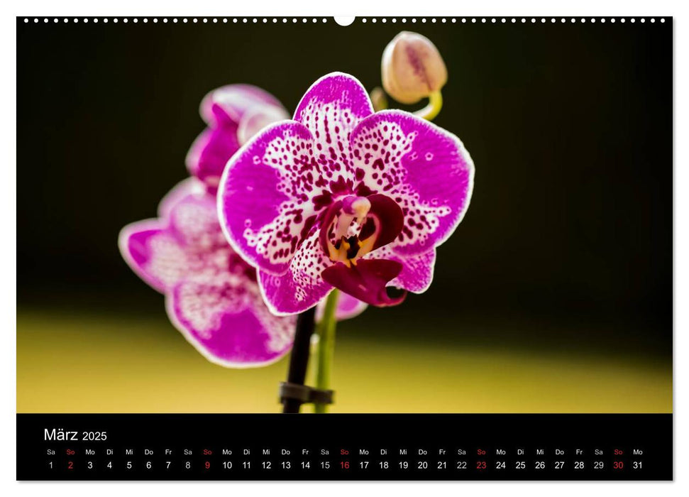 Blütenzauber Orchideen (CALVENDO Premium Wandkalender 2025)