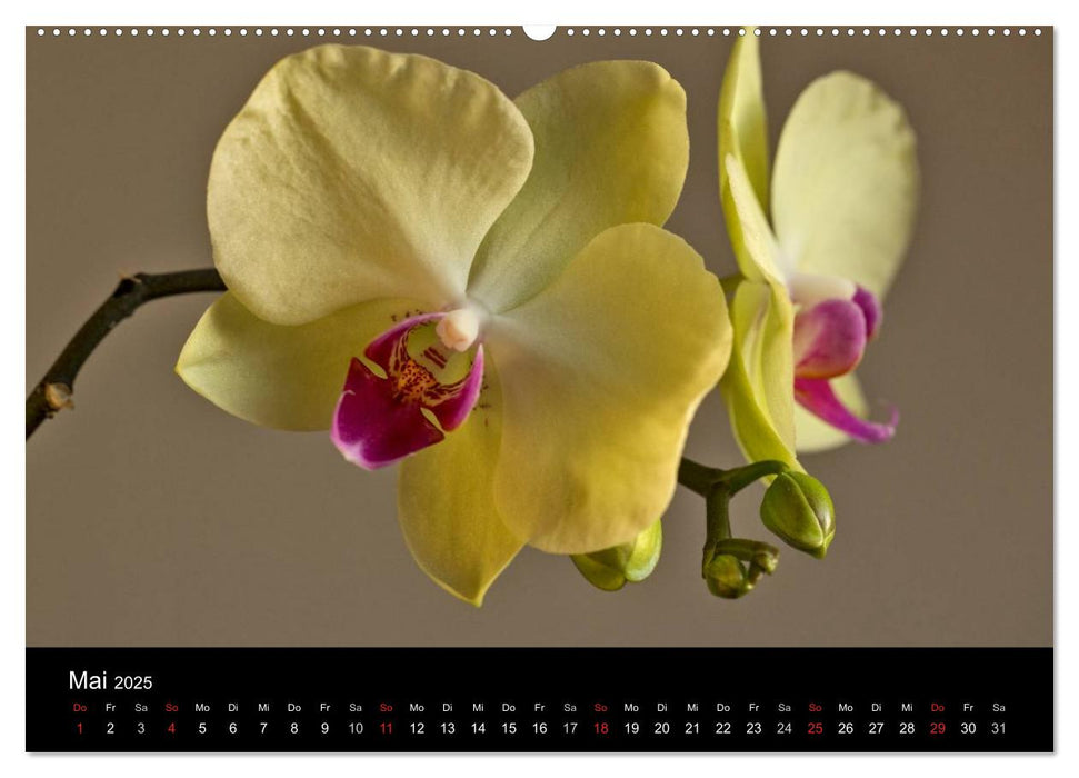 Blütenzauber Orchideen (CALVENDO Premium Wandkalender 2025)