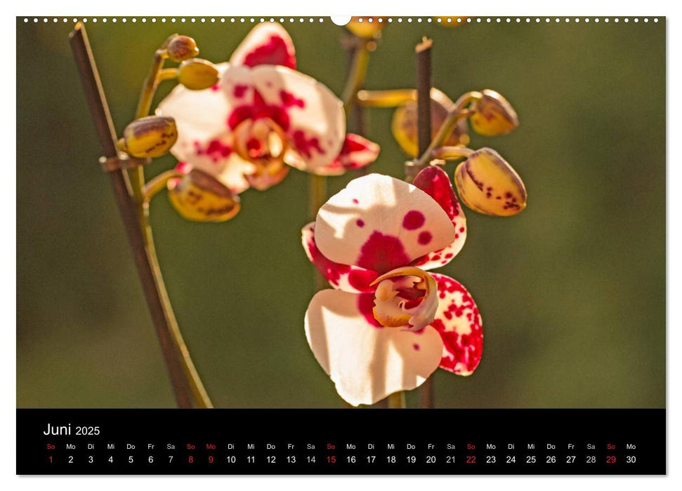 Blütenzauber Orchideen (CALVENDO Premium Wandkalender 2025)