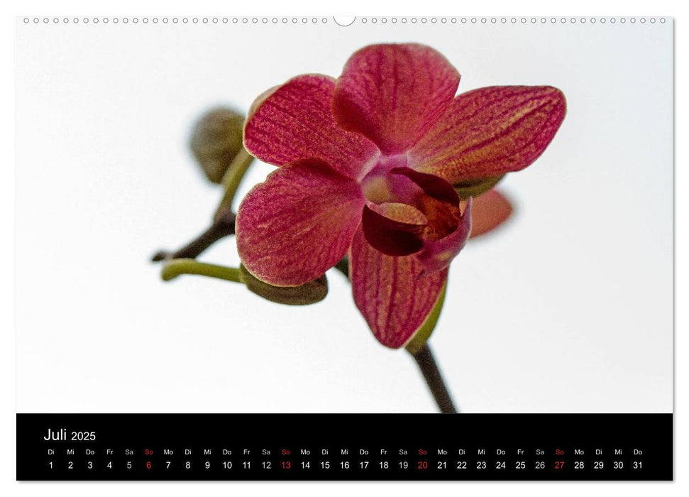 Blütenzauber Orchideen (CALVENDO Premium Wandkalender 2025)