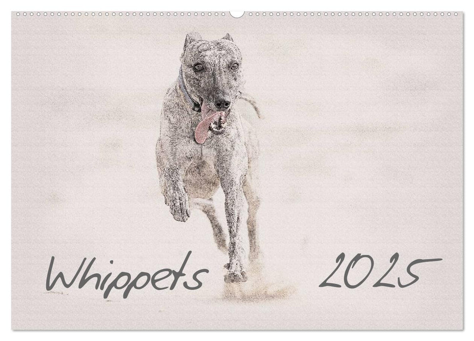 Whippet 2025 (CALVENDO Wandkalender 2025)