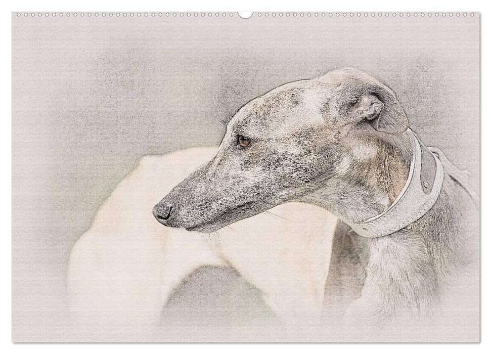 Whippet 2025 (CALVENDO Wandkalender 2025)