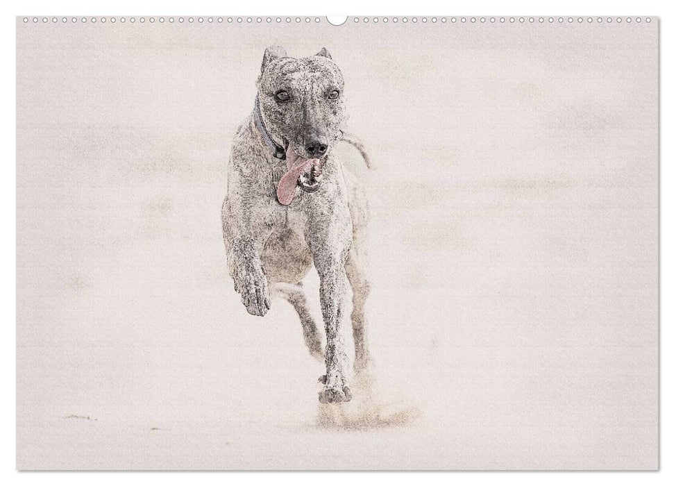 Whippet 2025 (CALVENDO Wandkalender 2025)