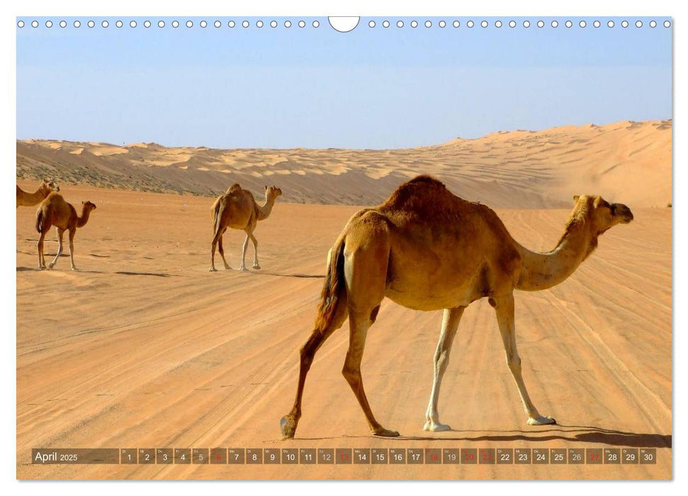 Oman - Eine Bilder-Reise (CALVENDO Wandkalender 2025)