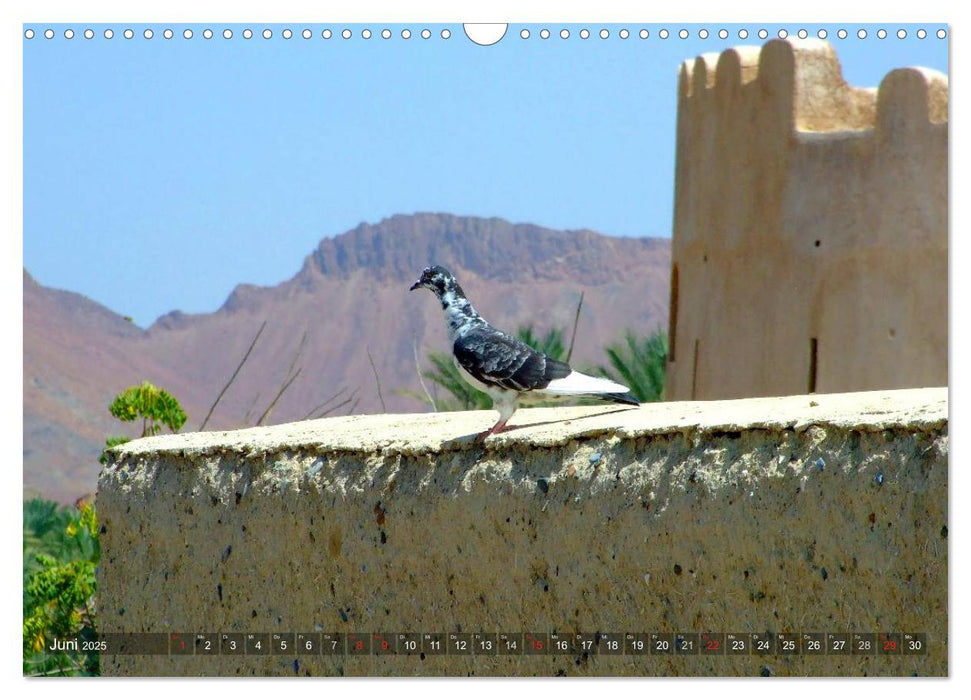 Oman - Eine Bilder-Reise (CALVENDO Wandkalender 2025)
