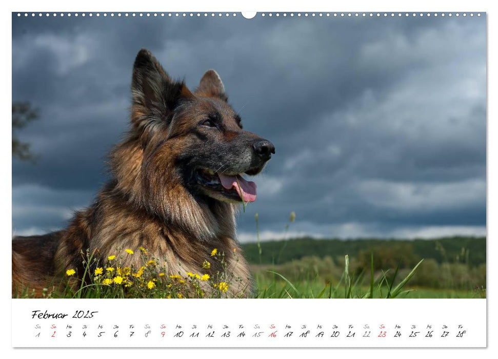 Zauberhafte Langhaar Schäferhunde (CALVENDO Premium Wandkalender 2025)