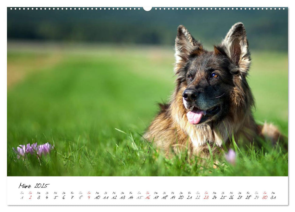 Zauberhafte Langhaar Schäferhunde (CALVENDO Premium Wandkalender 2025)