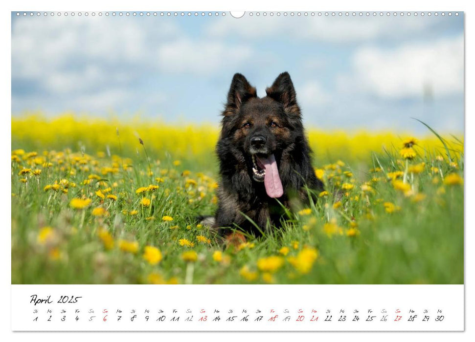 Zauberhafte Langhaar Schäferhunde (CALVENDO Premium Wandkalender 2025)