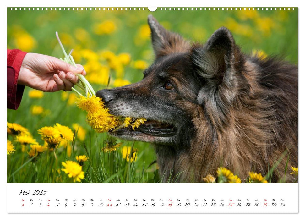 Zauberhafte Langhaar Schäferhunde (CALVENDO Premium Wandkalender 2025)