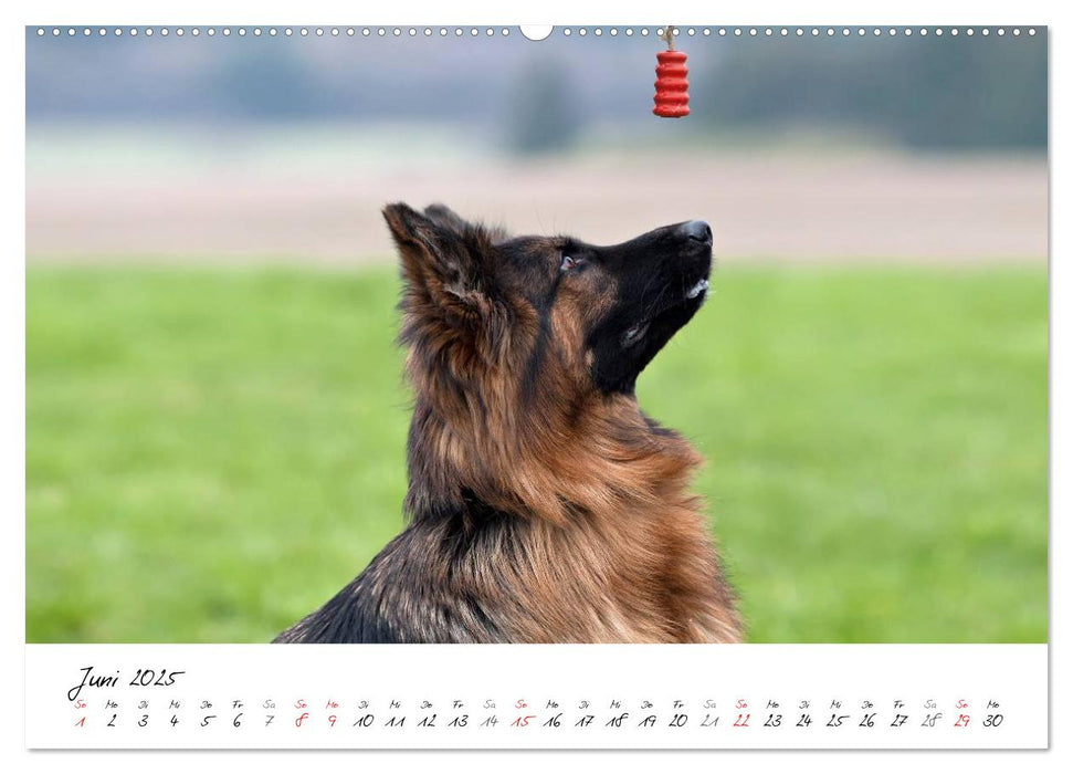 Zauberhafte Langhaar Schäferhunde (CALVENDO Premium Wandkalender 2025)