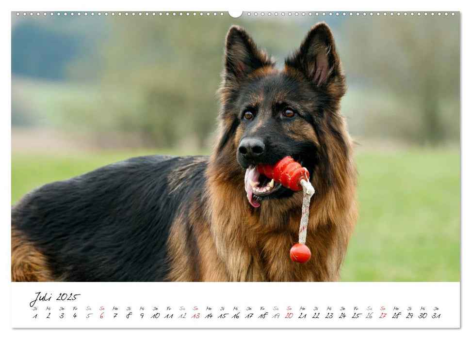 Zauberhafte Langhaar Schäferhunde (CALVENDO Premium Wandkalender 2025)