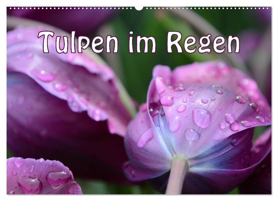 Tulpen im Regen (CALVENDO Wandkalender 2025)