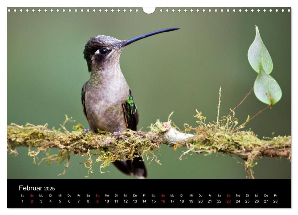 Der Kolibrikalender (CALVENDO Wandkalender 2025)