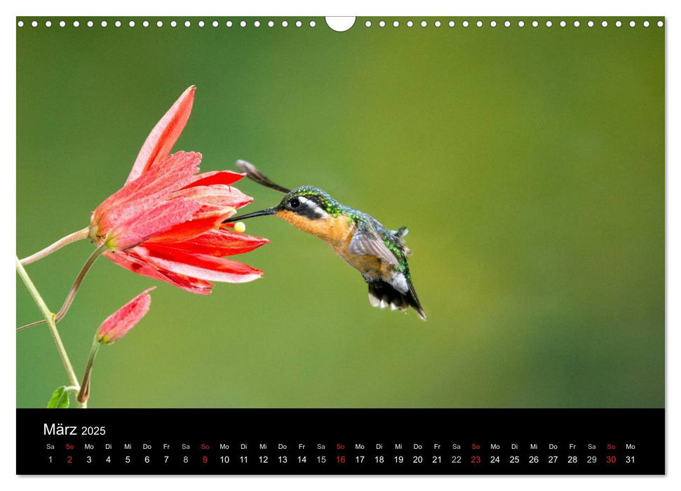 Der Kolibrikalender (CALVENDO Wandkalender 2025)