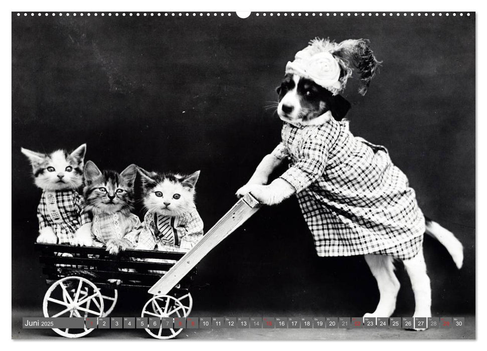 Hunde und Katzen - Nostalgie im Kuschelfell (CALVENDO Premium Wandkalender 2025)