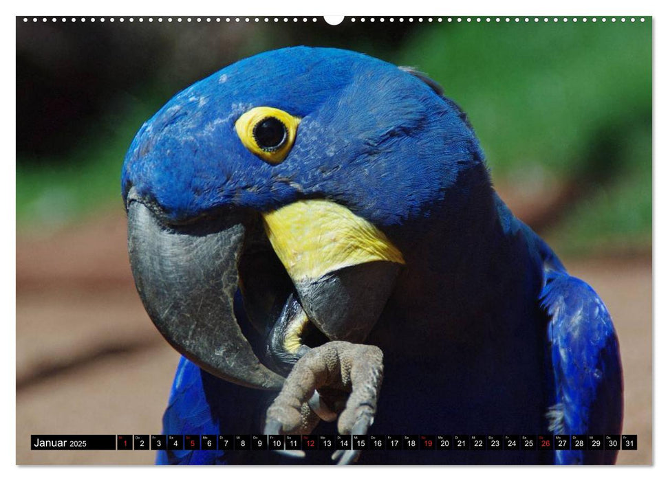 Brasilien. Sonne, Natur und Samba (CALVENDO Wandkalender 2025)