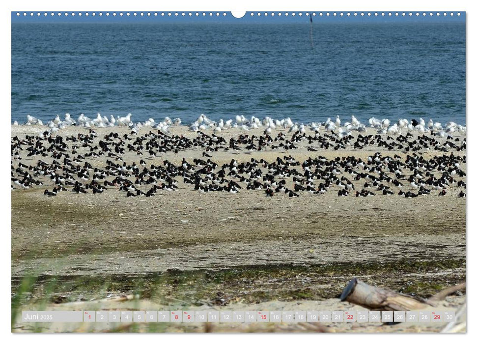 Amrum, die Perle in der Nordsee (CALVENDO Premium Wandkalender 2025)