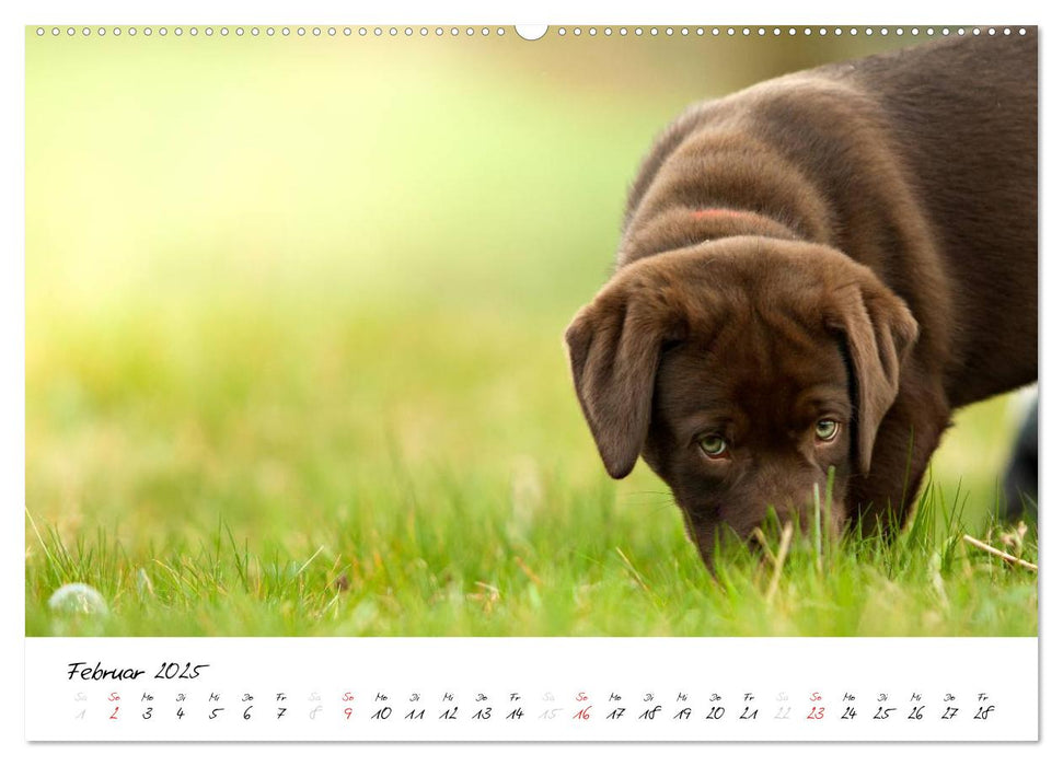 Labrador Welpe – Seelenhund (CALVENDO Premium Wandkalender 2025)